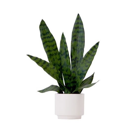 16" Artificial Sansevieria Snake Plant With Decorative Planter-Faux Plant-Nautical Decor and Gifts