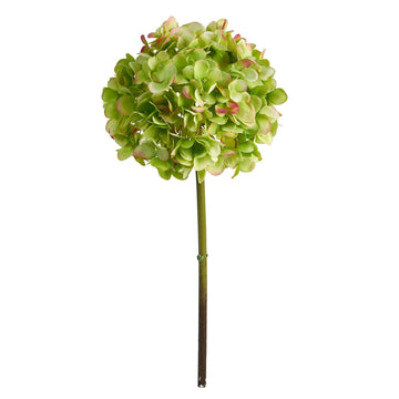 American Beauty Green